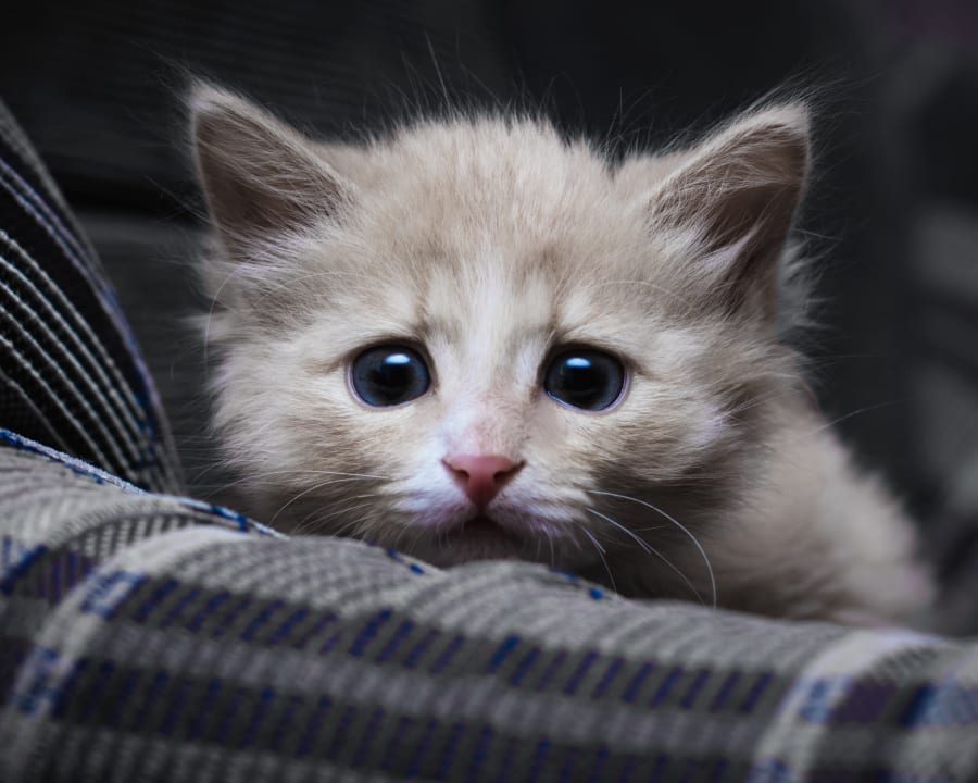 Puppiy & Kitten Vet Care in Doraville